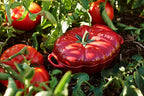 STAUB Ceramics Petite Tomato Cocotte, 16-oz, Cherry