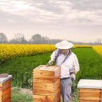 Bee Hive Complete Beehive Kit, Daxiga 10 Frame Beeswax Coated Bee Hive Includes Frames and Beeswax Coated Foundation Sheet (2 Layer)