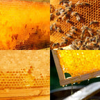 Bee Hive Complete Beehive Kit, Daxiga 10 Frame Beeswax Coated Bee Hive Includes Frames and Beeswax Coated Foundation Sheet (2 Layer)