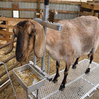 Premier MilStand for Goats & Sheep