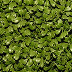 National Tree 60" Tall Artificial Green BoxTopiary Tree with Round Pot