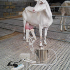 MAPOTAD 3L Goat Pulsation Vacuum Electric MilMachine, Automatic Portable Pulse Breast Pump with 2 Teat Cups  Steel Bucket for Goat.