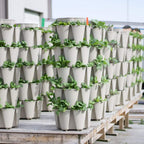 GreenStalk Patented Large 5 Tier Vertical Garden Planter with Patented Internal Watering System Great for Growing a Variety of Strawberries, Vegetables, Herbs, & Flowers (Stunning Stone)