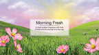 LITTLE TREES Air Fresheners Car Air Freshener. Hanging Tree Provides Long Lasting Scent for Auto or Home. Morning Fresh, 24 Air Fresheners