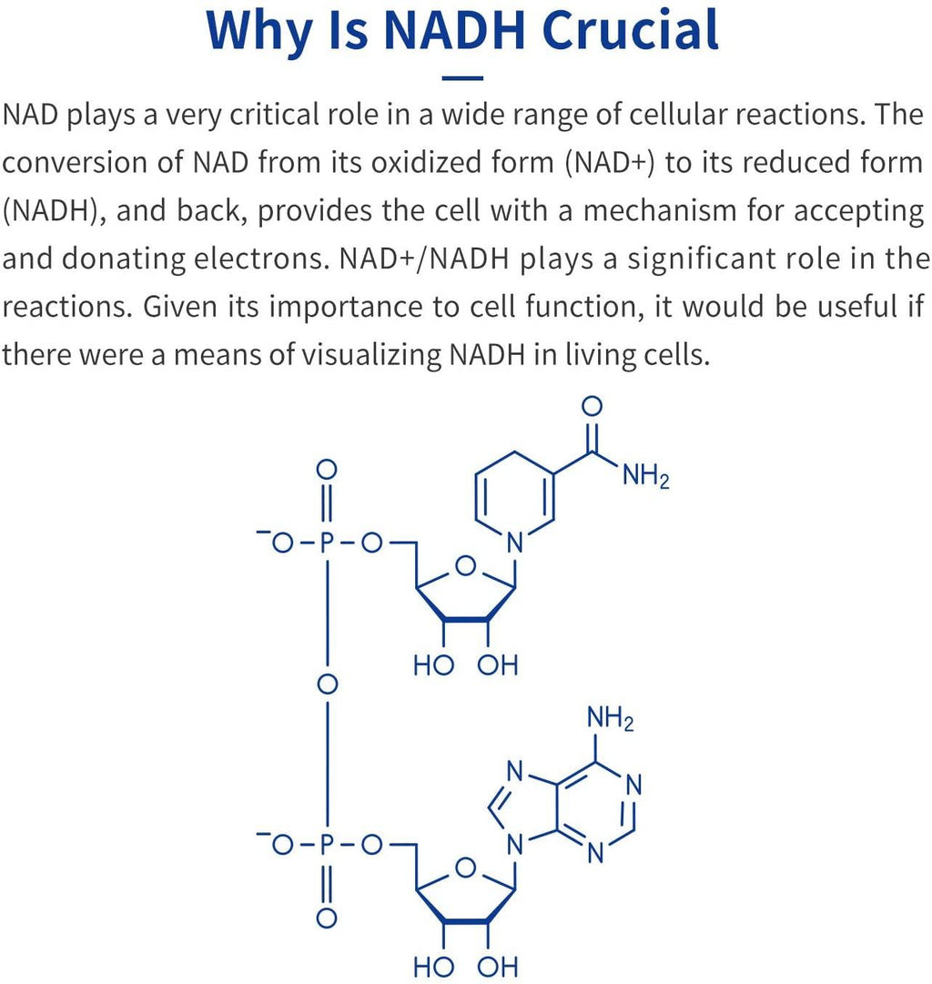 CELFULL Fully Stabilized NADH 40mg Per Serving Enhanced Absorption, Boost Energy NAD+ Levels (60 Tablets X 20mg) Anti-Aging Reduced Nicotinamide Adenine Dinucleotide Supplement