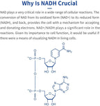 CELFULL Fully Stabilized NADH 40mg Per Serving Enhanced Absorption, Boost Energy NAD+ Levels (60 Tablets X 20mg) Anti-Aging Reduced Nicotinamide Adenine Dinucleotide Supplement