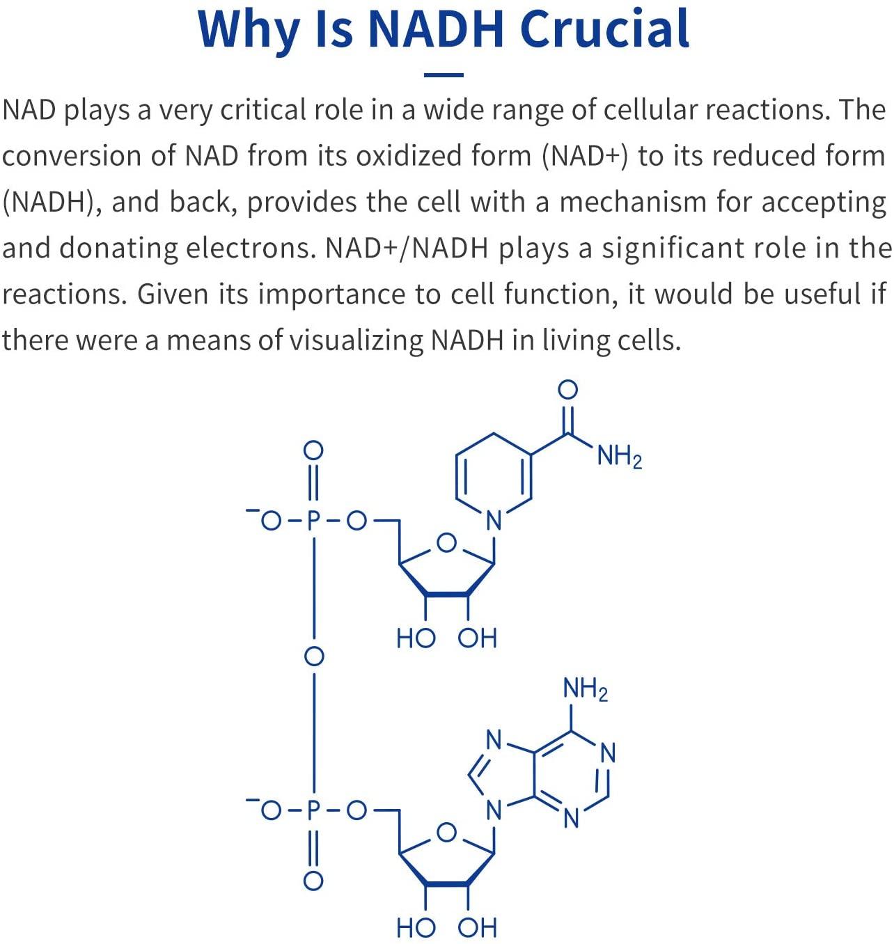 CELFULL Fully Stabilized NADH 40mg Per Serving Enhanced Absorption, Boost Energy NAD+ Levels (60 Tablets X 20mg) Anti-Aging Reduced Nicotinamide Adenine Dinucleotide Supplement