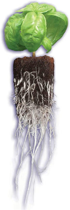 General Hydroponics HGC714150 Rapid Rooter Plant Starters Bulk Plugs, 1400 Count