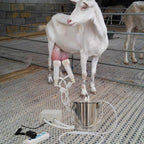 CJWDZ MilMachine for Goats Cows, Pulsation Vacuum Pump Milker, MilSupplies W/ Steel Bucket, Portable Suction Machine for Jerseys, Nigerian Dwarfs, Nubian Mix (Goat, 3L)