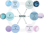 NMN 9600 Advanced Formula β-Nicotinamide Mononucleotide NAD+ Booster,Vitamin B3 Family, 320 mg per Serving - NAD+ Precursor – Help Promote DNA Repair,Boost Energy,Longevity - 60 Capsules
