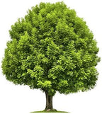 Mauget Stemix Plus 6ml All Purpose Fertilizer, Tree Injector, Pack of 24 Caps